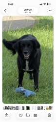 Lost Female Dog last seen Between Diana and Ore City, Ore City, TX 75683