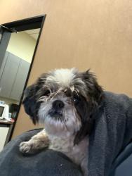 Reunited Female Dog last seen Near wheeler, La Verne, CA 91773