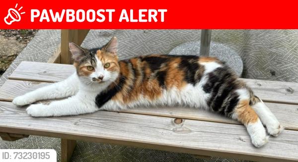 Lost Female Cat last seen Duke barn field, West Midlands, England CV2 4QZ