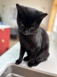Reunited Female Cat last seen Corner of Tangle Tree Close and East End Road, near Pure Gym, Greater London, England N3 2TR