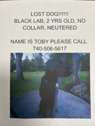 Lost Female Dog last seen Sunbury rd and Thames, Columbus, OH 43219