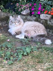 Lost Male Cat last seen Ig11 8ra, Greater London, England IG11