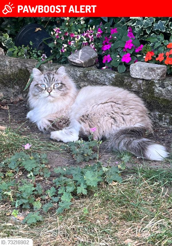 Lost Male Cat last seen Ig11 8ra, Greater London, England IG11