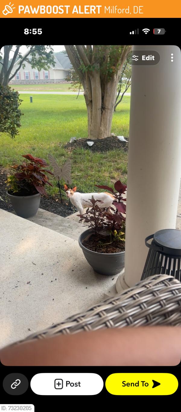 Found/Stray Unknown Cat last seen Knollac Drive Knollac Acres Milford Delaware, Milford, DE 19963