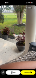 Found/Stray Unknown Cat last seen Knollac Drive Knollac Acres Milford Delaware, Milford, DE 19963