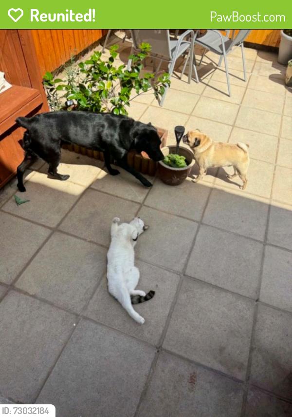 Reunited Female Cat last seen Empress Road Wallasey, Merseyside, England CH44