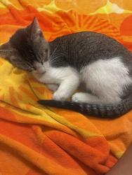 Found/Stray Female Cat last seen Via cabrera lane, Martinez, CA 94553