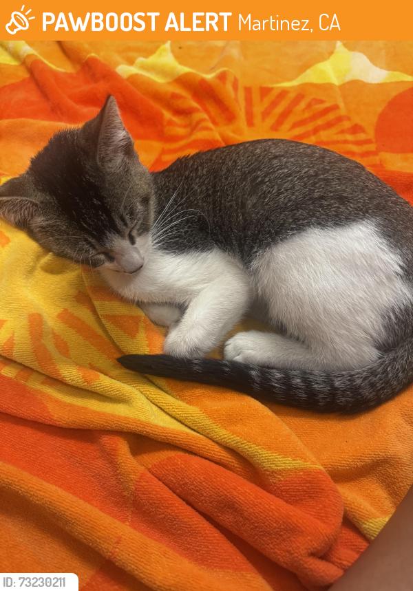 Found/Stray Female Cat last seen Via cabrera lane, Martinez, CA 94553