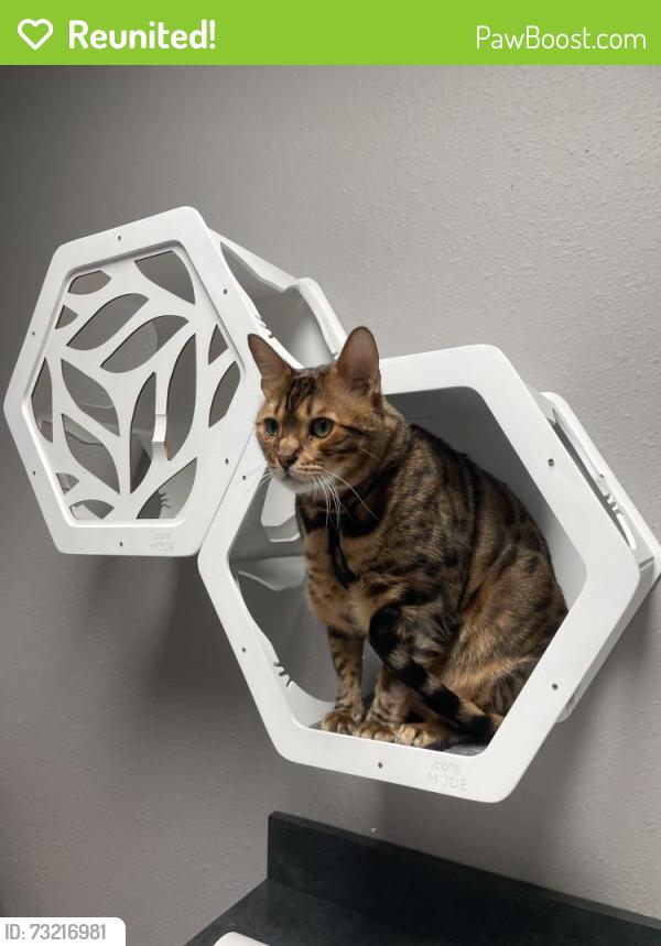 Reunited Male Cat last seen Indian Lake neighborhood, Destin, FL 32541