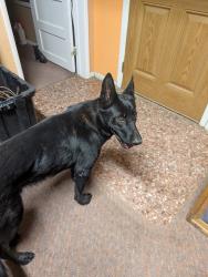Found/Stray Female Dog last seen T-8 and 82nd St., Littlerock, CA 93543