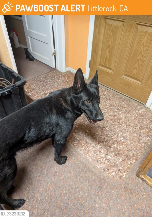 Found/Stray Female Dog last seen T-8 and 82nd St., Littlerock, CA 93543