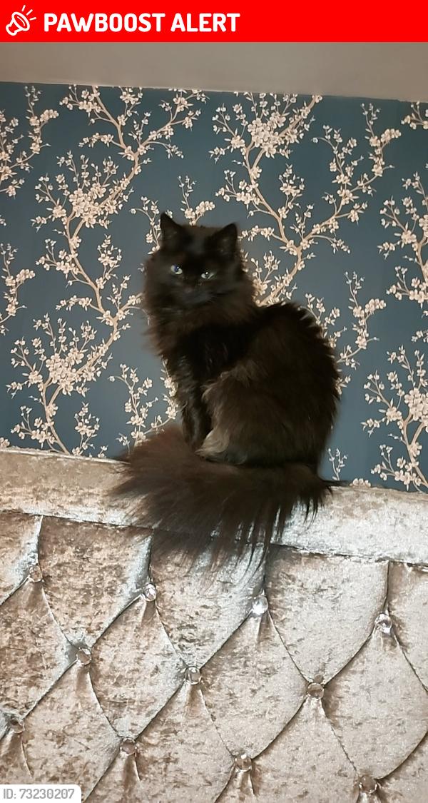 Lost Female Cat last seen Near Roman road, carton s755dd, Darton, England S75 5DD