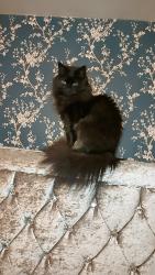 Lost Female Cat last seen Near Roman road, carton s755dd, Darton, England S75 5DD