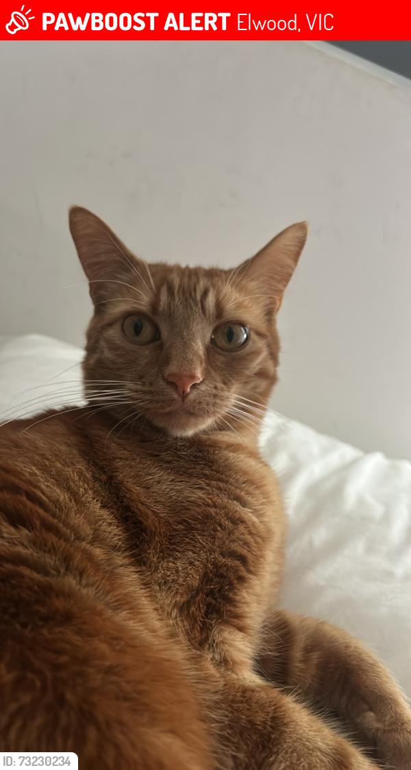 Lost Male Cat last seen In my home on Southey st, Elwood, VIC 3184