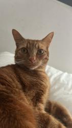 Lost Male Cat last seen In my home on Southey st, Elwood, VIC 3184