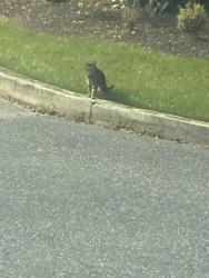 Found/Stray Male Cat last seen Near foxfire lane, Lewisberry, PA 17339
