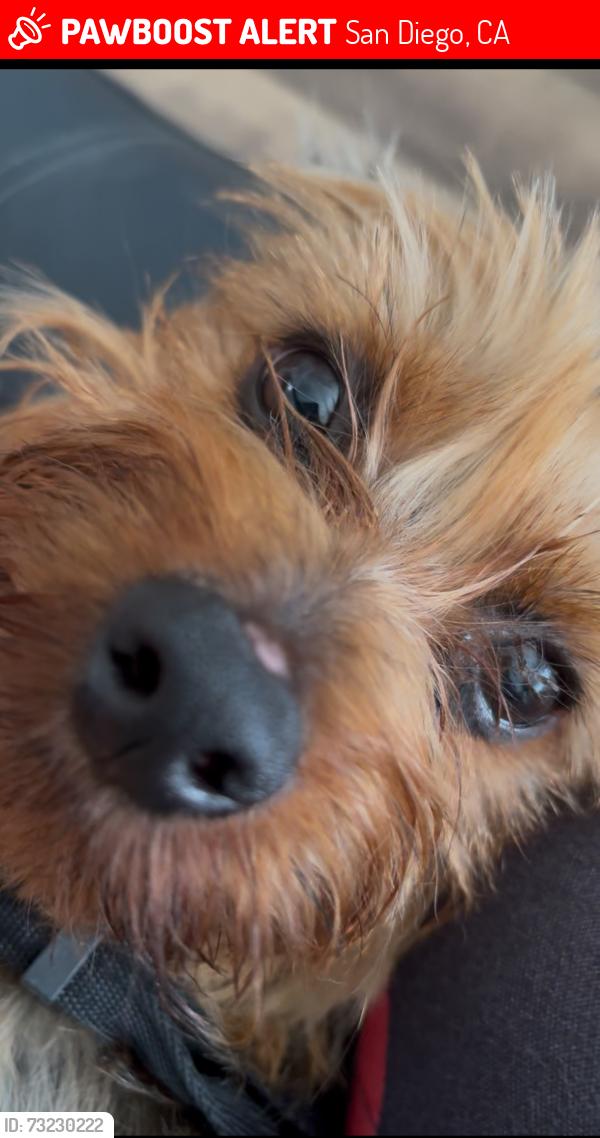 Lost Female Dog last seen Helm st and dodie st, San Diego, CA 92114