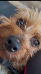 Lost Female Dog last seen Helm st and dodie st, San Diego, CA 92114