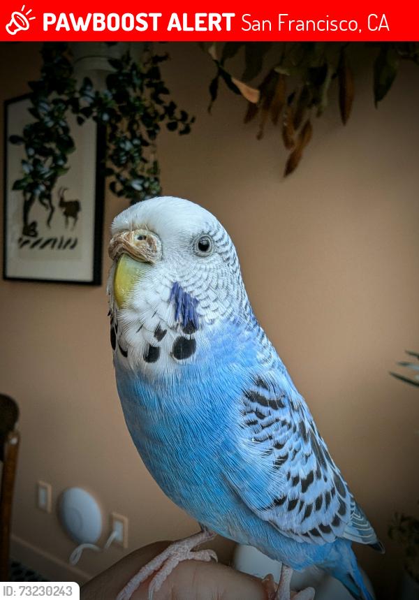 Lost Female Bird last seen 28th st, San Francisco, CA 94110