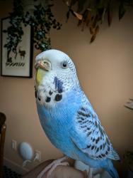 Lost Female Bird last seen 28th st, San Francisco, CA 94110