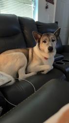 Reunited Female Dog last seen e highland ave, Clermont, FL 34711