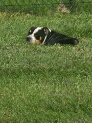 Found/Stray Unknown Dog last seen lynhurst and w minnesota, Indianapolis, IN 46241