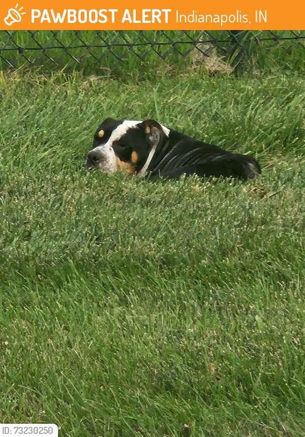 Found/Stray Unknown Dog last seen lynhurst and w minnesota, Indianapolis, IN 46241