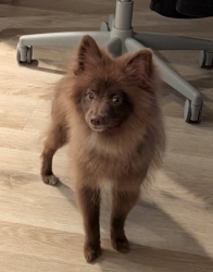 Found/Stray Male Dog last seen Regent canal st, Wesley Chapel, FL 33545