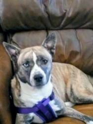 Reunited Female Dog last seen Davie rd extension and University Dr, Hollywood, FL 33024
