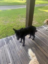 Reunited Unknown Dog last seen Long point and wittie, Houston, TX 77080