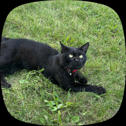 Lost Male Cat last seen Near madison st Pequannock, Pequannock Township, NJ 07440