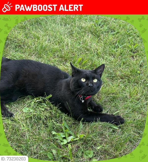 Lost Male Cat last seen Near madison st Pequannock, Pequannock Township, NJ 07440