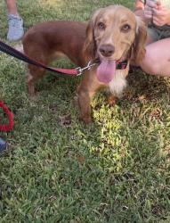 Found/Stray Female Dog last seen Sparks and Shell, Midland, TX 79705