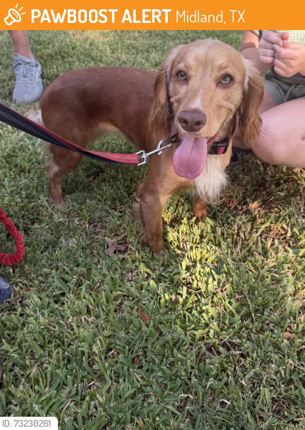 Found/Stray Female Dog last seen Sparks and Shell, Midland, TX 79705