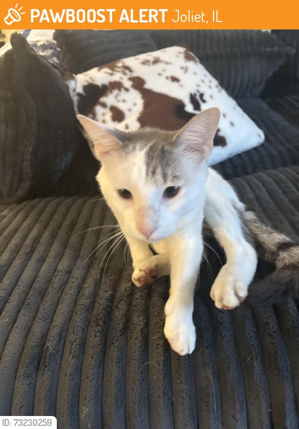 Found/Stray Male Cat last seen Timber pointe drive, Joliet, IL 60431