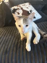 Found/Stray Male Cat last seen Timber pointe drive, Joliet, IL 60431