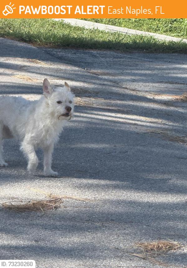 Found/Stray Male Dog last seen Orchard St East Naples FL, East Naples, FL 34112