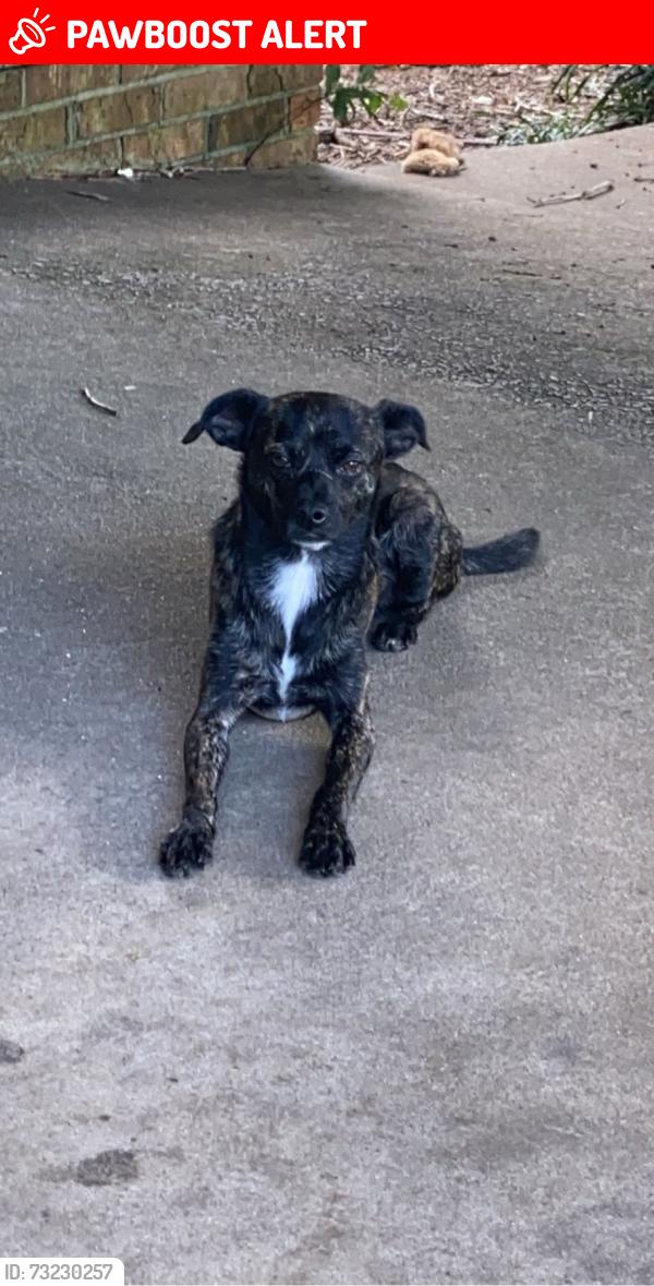 Lost Male Dog last seen Soapstone drive Starr ,SC, Anderson County, SC 29684