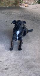 Lost Male Dog last seen Soapstone drive Starr ,SC, Anderson County, SC 29684