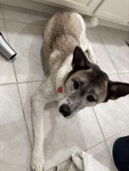 Reunited Female Dog last seen Near disston ave, Clermont, FL 34711