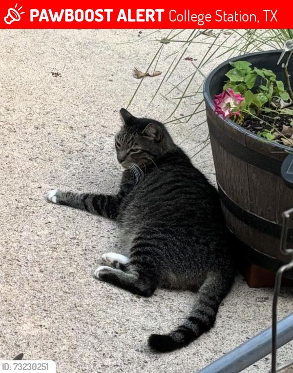 Lost Male Cat last seen Artington Road, College Station, TX 77845