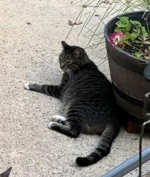 Lost Male Cat last seen Artington Road, College Station, TX 77845