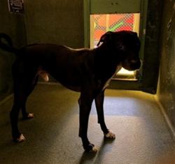 Shelter Stray Male Dog last seen , 216 W Victoria St, Gardena, CA 90248, USA
