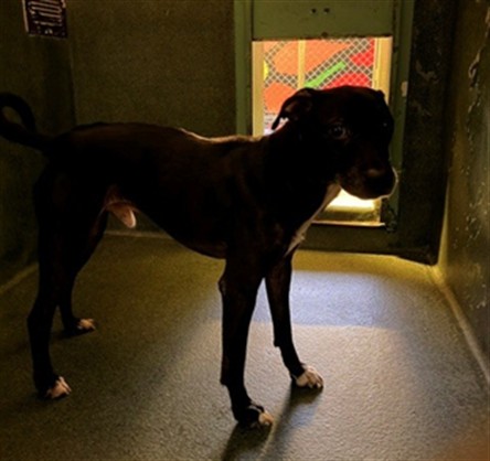Shelter Stray Male Dog last seen , 216 W Victoria St, Gardena, CA 90248, USA