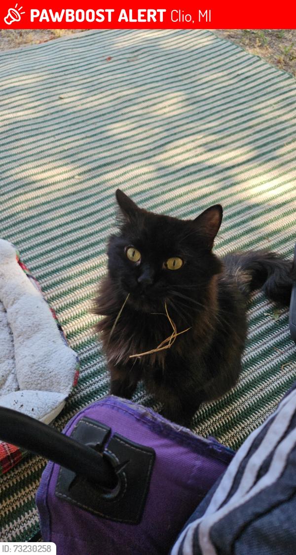 Lost Male Cat last seen Near W Vienna Rd Clio, MI 48420 United States, Clio, MI 48420