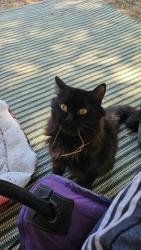 Lost Male Cat last seen Near W Vienna Rd Clio, MI 48420 United States, Clio, MI 48420