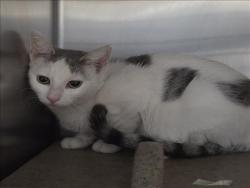 Shelter Stray Female Cat last seen , 957 N Gaffey St, San Pedro, CA 90731, USA