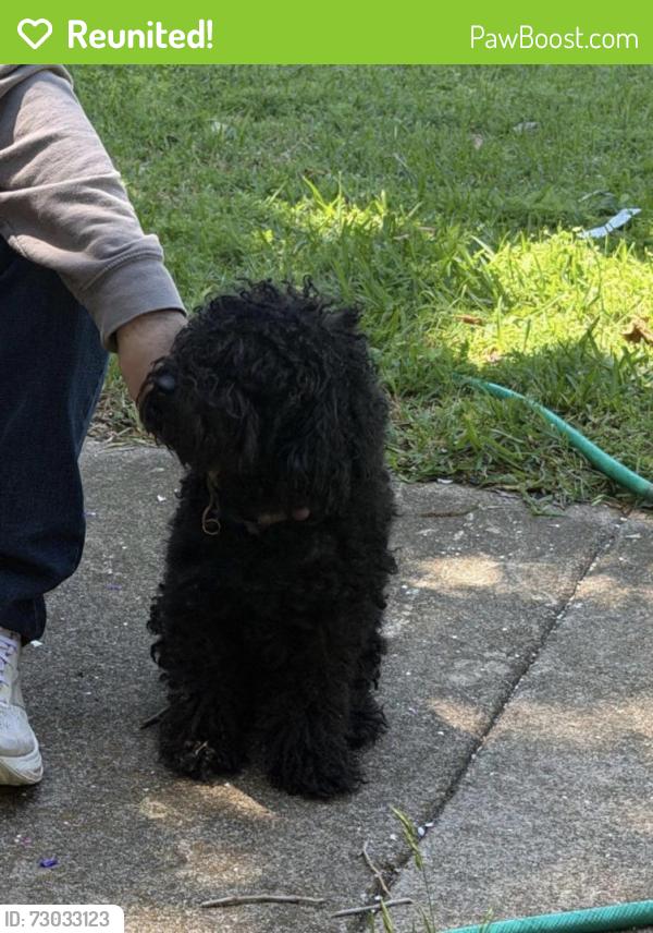 Reunited Male Dog last seen Cortez Dr, Fort Worth, TX 76116, USA, Fort Worth, TX 76116