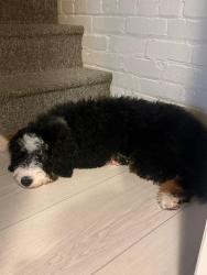 Lost Male Dog last seen Shepherd Park, Washington, DC 20012