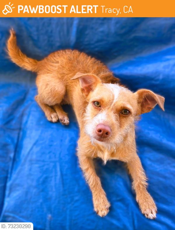 Found/Stray Female Dog last seen corral hollow, Tracy, CA 95304